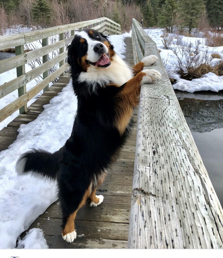 a dog standing on its hind legs and pawing at the edge of a bridge