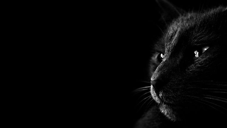 a black cat looking at the camera with an intense look on it's face