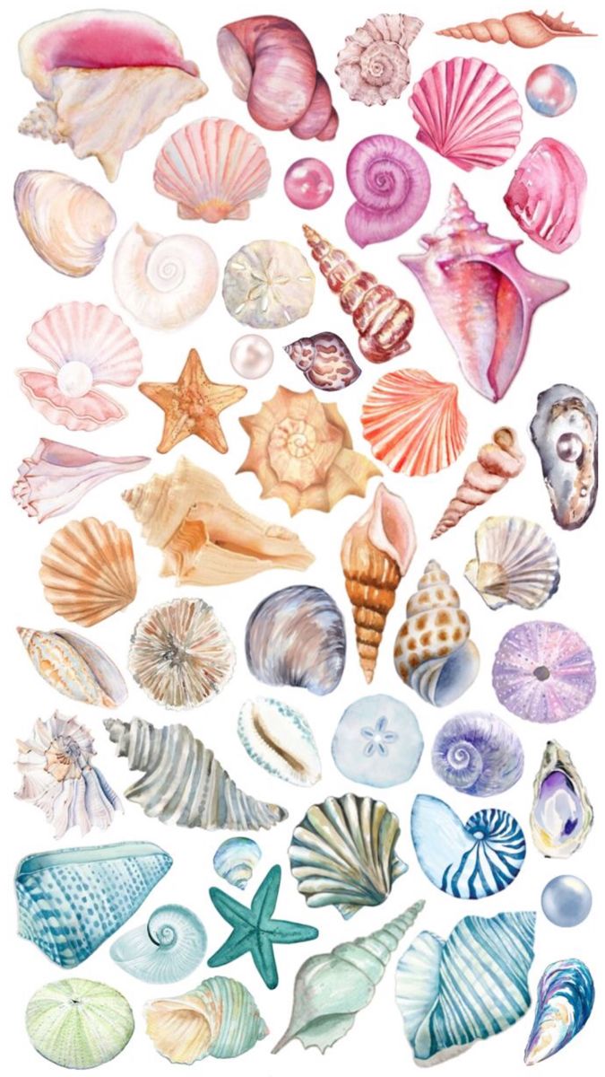 an assortment of seashells and starfish on a white background