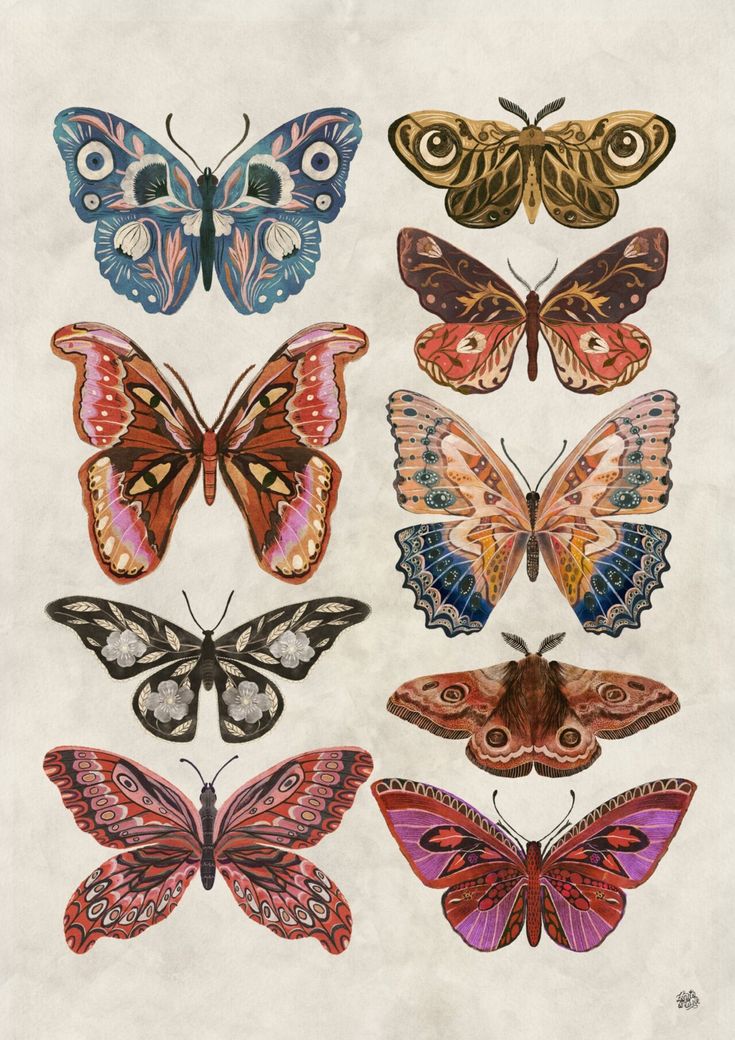 an image of butterflies in different colors