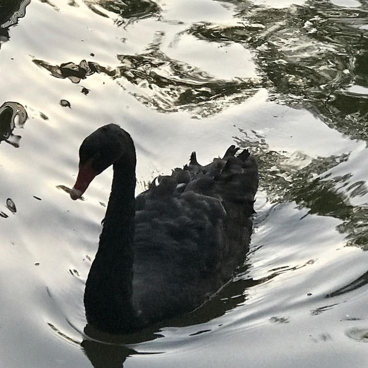 a black swan floating on top of a body of water