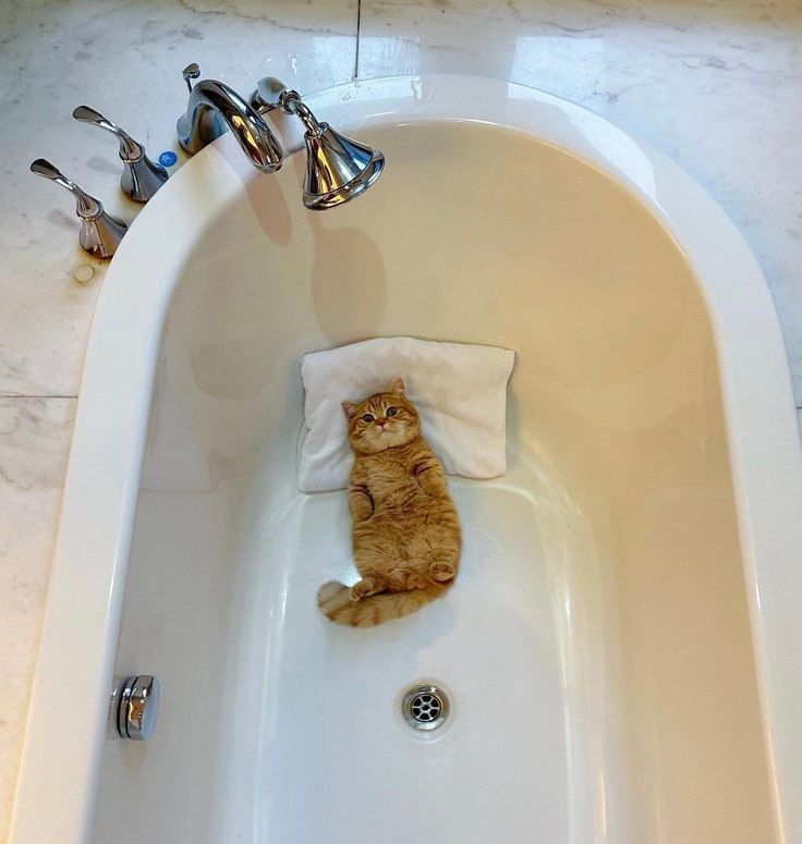 a cat is sitting in the bathtub with a towel on it's back