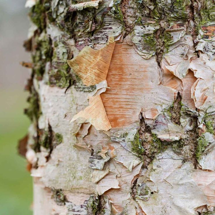 the bark of a tree with moss growing on it