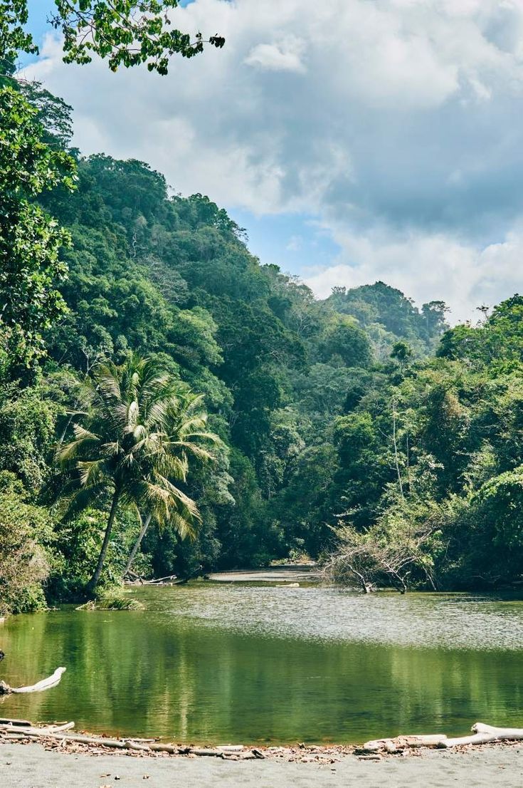 a river surrounded by lush green trees on a sunny day