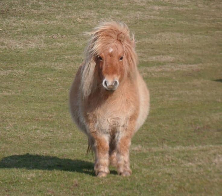 a brown horse standing on top of a lush green field