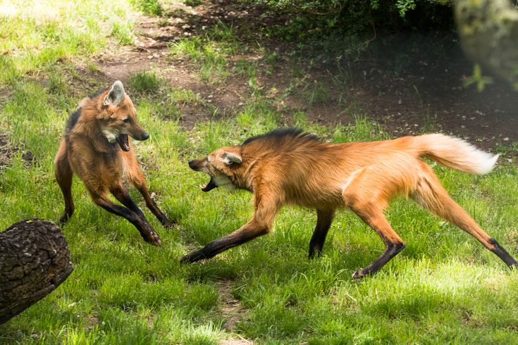 two foxes playing with each other in the grass