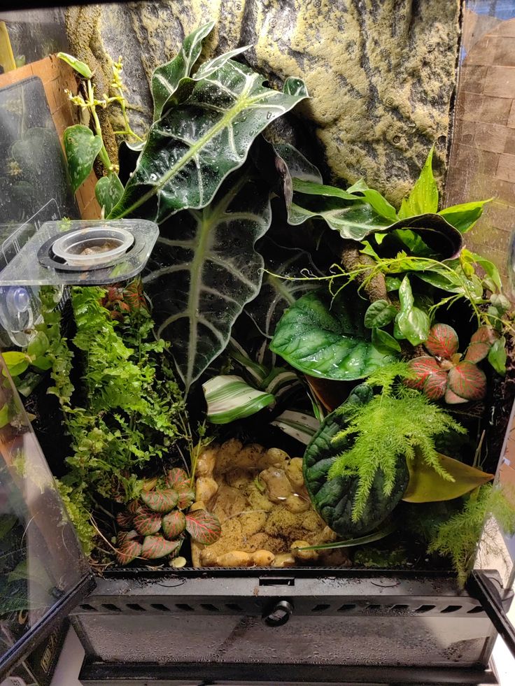 an aquarium filled with plants and rocks