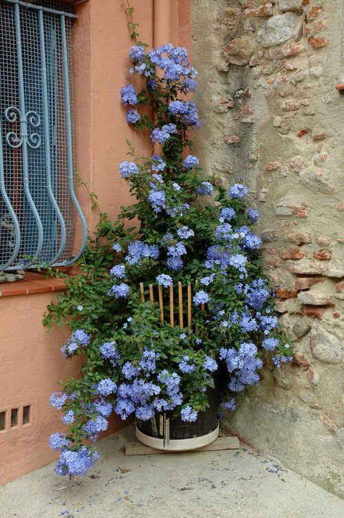 a potted plant with blue flowers next to a window