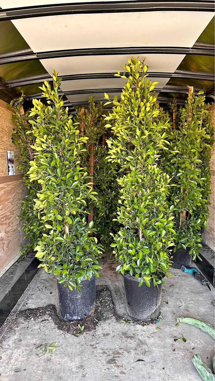 two potted trees in front of a building