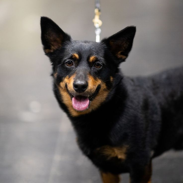 a small black and brown dog on a leash