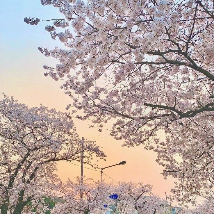 the trees are blooming all over the street