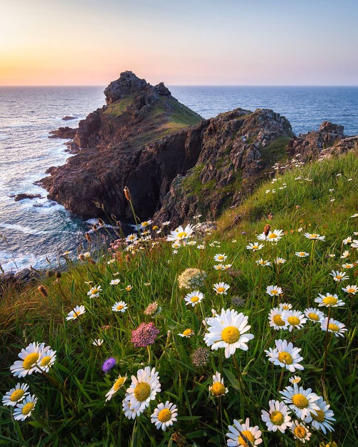 wildflowers growing on the side of a rocky cliff overlooking the ocean at sunset