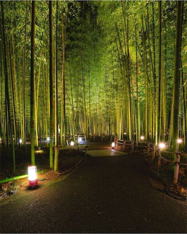 many lights are lit up in the middle of a bamboo tree lined path at night