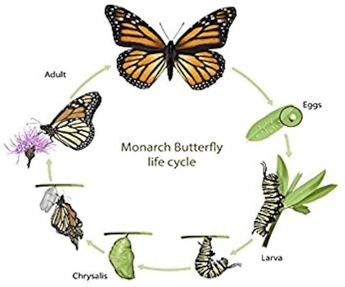 monarch butterfly life cycle on a white background with butterflies and caterpillars in the center