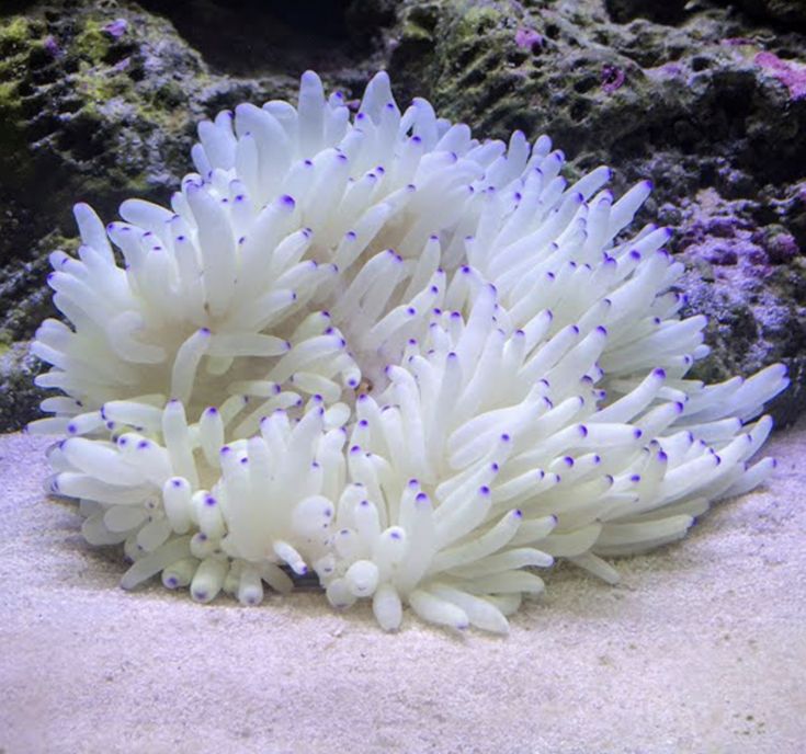 an image of some white corals in the water with caption below that reads, click for more information