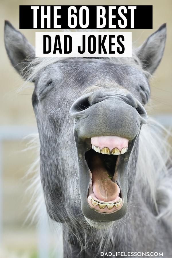 a gray horse with its mouth open and the words, the 60 best dad jokes