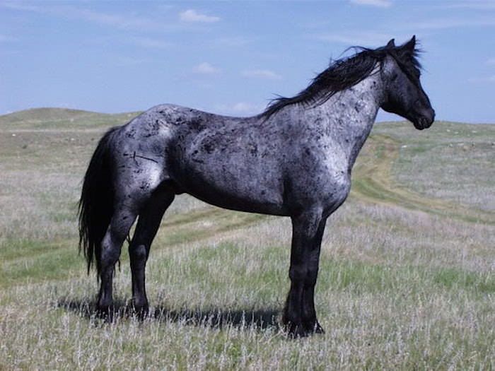 a black and white horse standing on top of a grass covered field