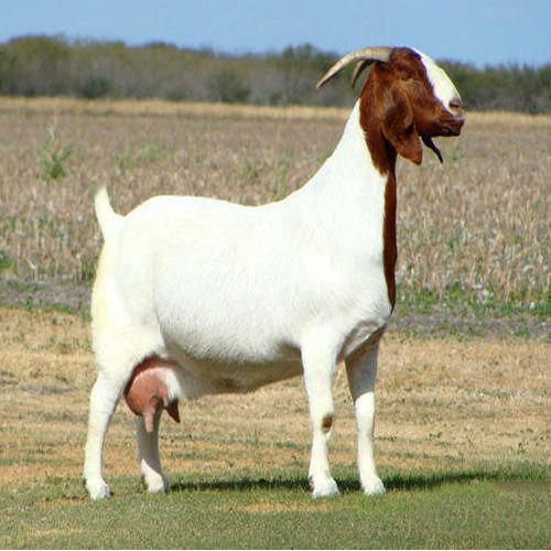 a brown and white goat standing on top of a grass covered field