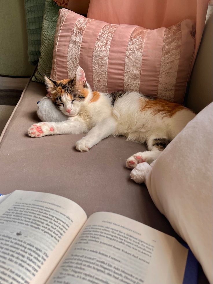 a cat laying on top of an open book next to pillows and a pillow case