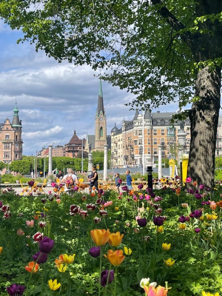 colorful flowers in the foreground with tall buildings in the background