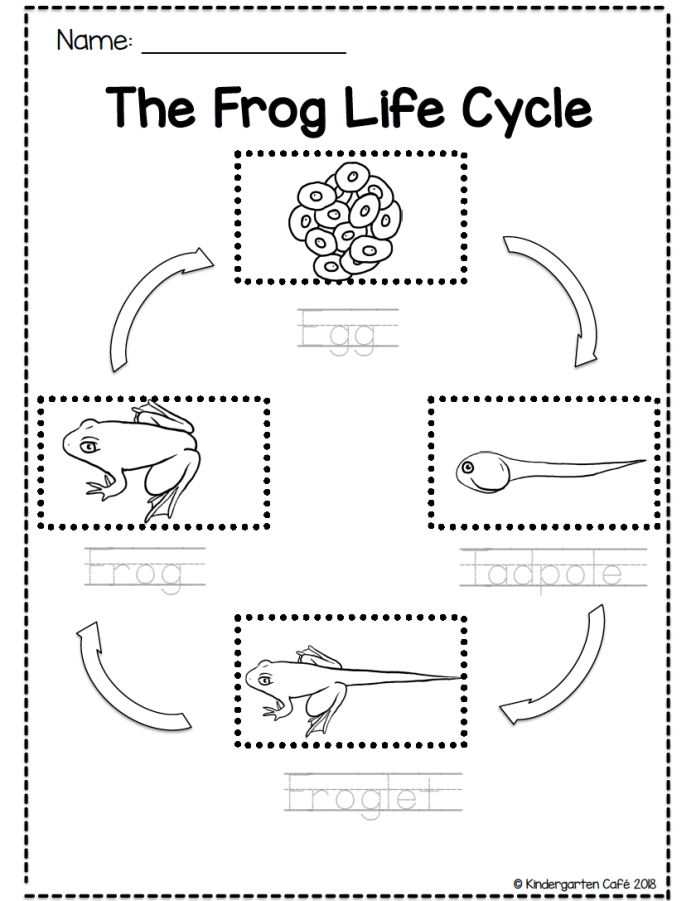 the frog life cycle worksheet for kids to learn how to draw and color