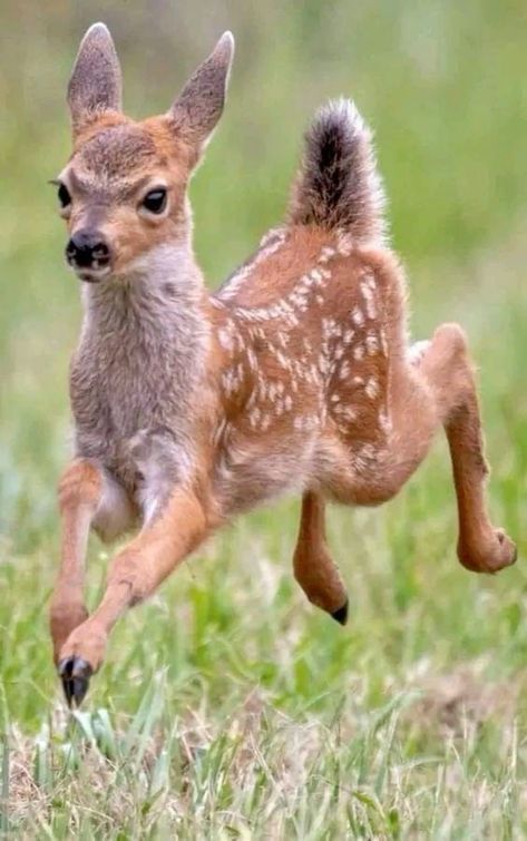 a baby deer running in the grass with it's front legs spread wide out