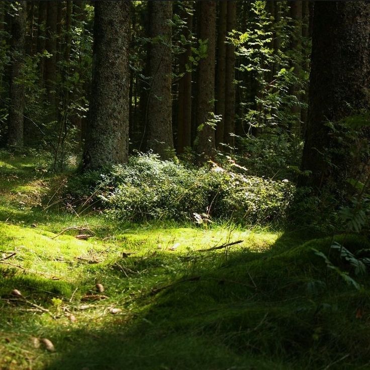 the sun shines through the trees and grass in this forest area with tall, thin trees