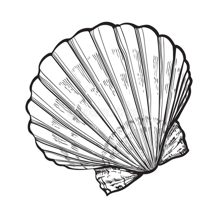 a black and white drawing of a scallop shell on a cell phone screen