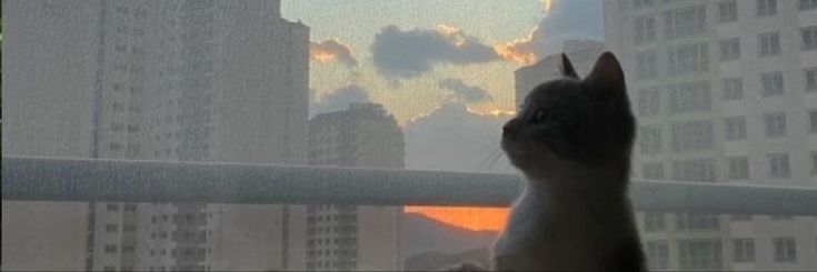 a cat is looking out the window at the sun setting in the cityscape