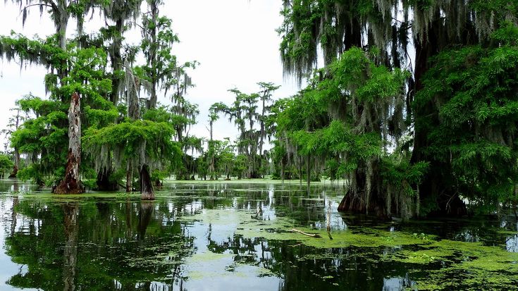 the swamp is full of green plants and trees with spanish moss growing on it's sides