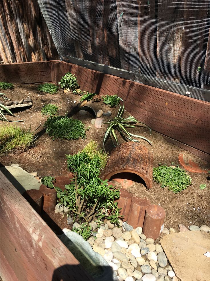 an outdoor area with rocks and plants in the dirt, along side a fenced in wooden slats