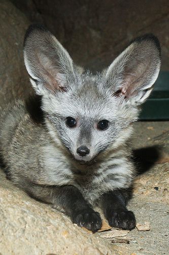 a small gray animal sitting on top of a rock next to a green object in the background