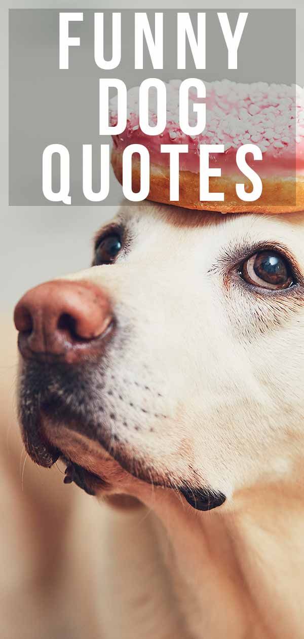 a dog with a donut on its head and the words funny dog quotes above it