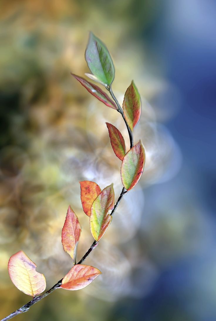 a small branch with leaves on it in front of a blurry background and blue sky