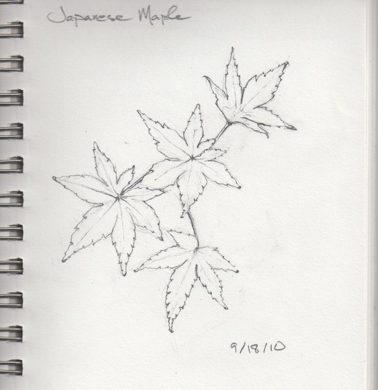 a drawing of two leaves on a white paper