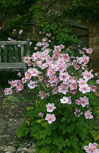 pink flowers are growing in front of a bench