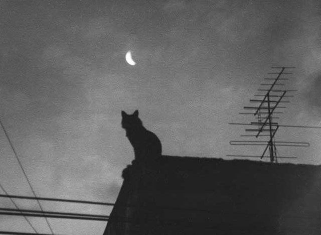 a black and white photo with a cat sitting on top of a roof next to power lines