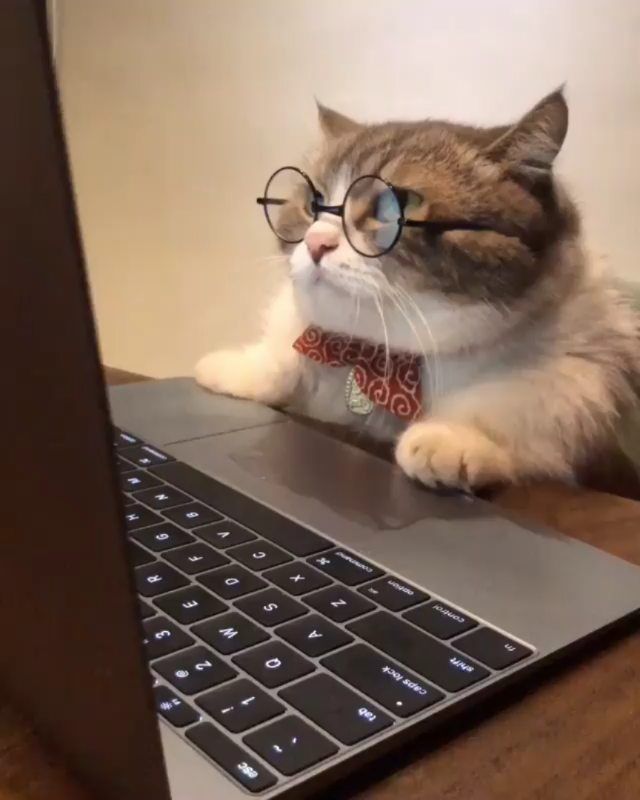 a cat wearing glasses sitting on top of a laptop computer