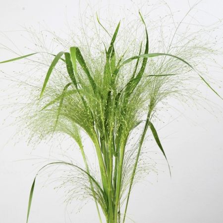 tall green grass in a white vase on a table