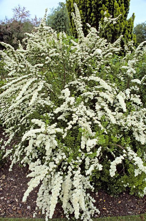 white flowers are blooming in the garden