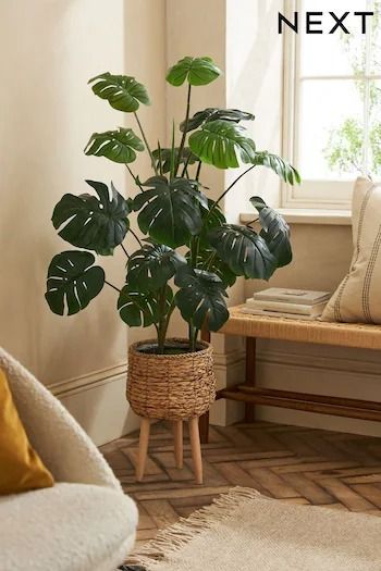 a living room with a couch, chair and potted plant on the floor next to a window