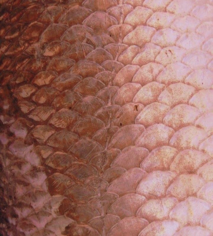 the skin of a snake is brown and white