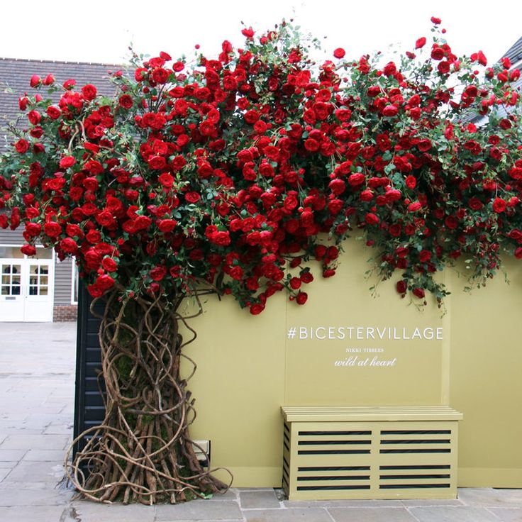 red roses growing on the side of a building next to a green bench and wall