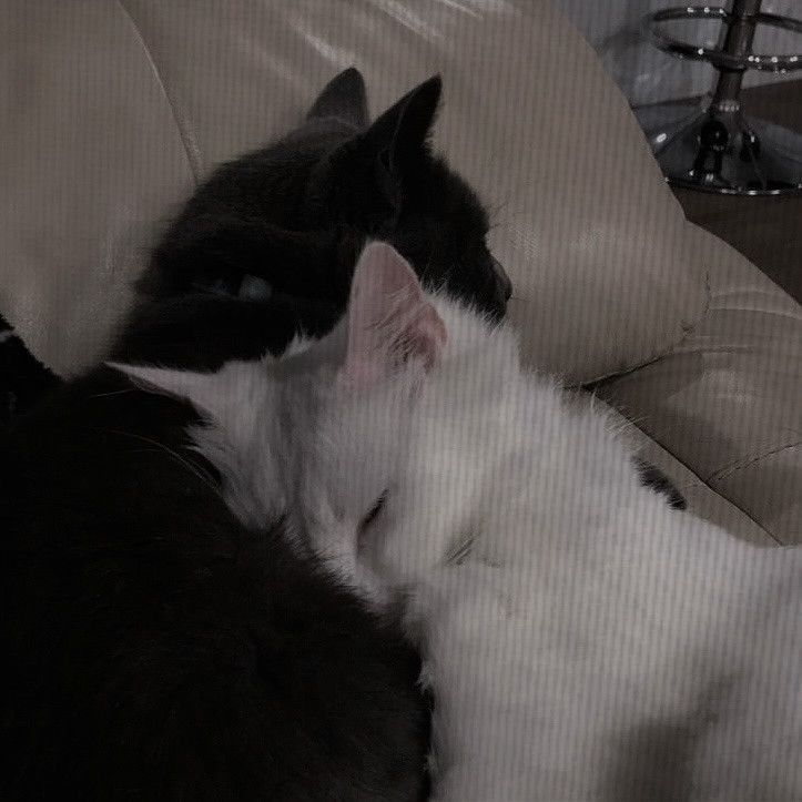 two black and white cats laying next to each other