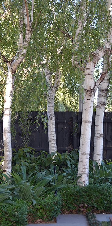 trees and bushes in front of a black fence