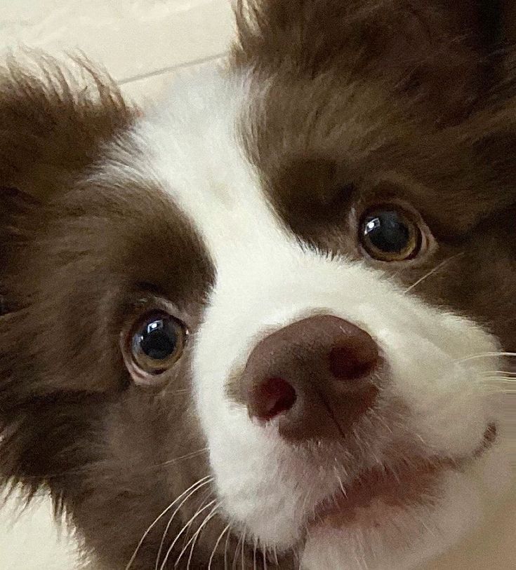 a brown and white dog looking at the camera