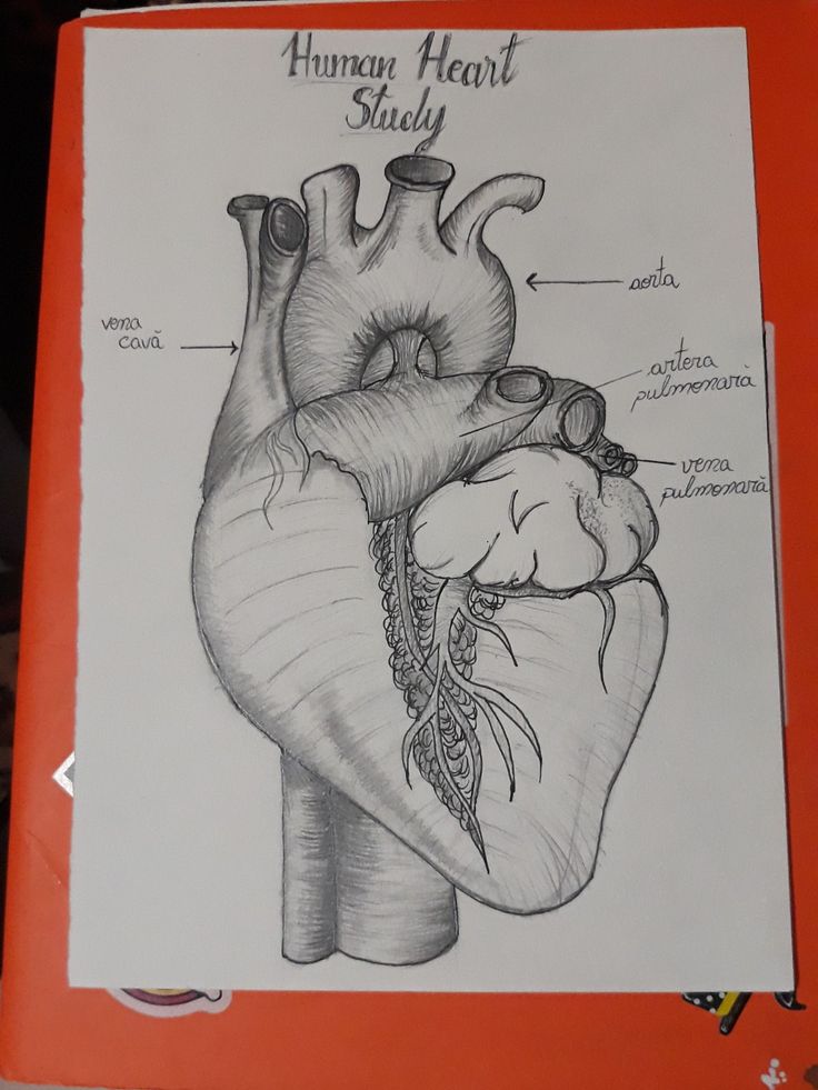 a drawing of the human heart