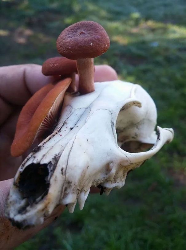 a hand holding a small mushroom on top of a white animal's skull in the grass