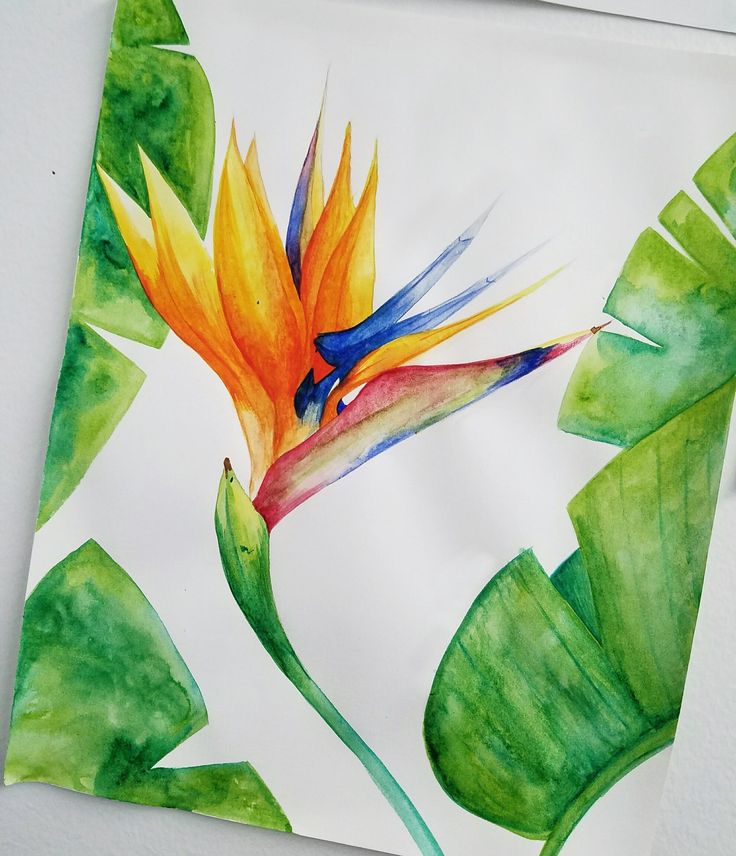 a watercolor painting of a bird of paradise flower on white paper with green leaves