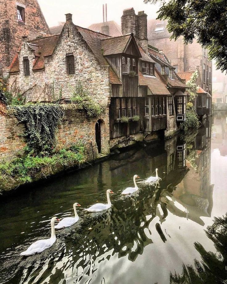 swans are swimming on the river in an old town